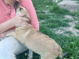 Mike, chiot croisé Malinois à adopter en association