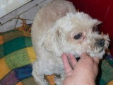 Maxelio, petit croisé Bichon à adopter en association