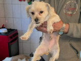 Maxelio, petit croisé Bichon à adopter en association
