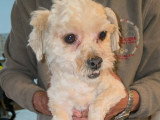 Maxelio, petit croisé Bichon à adopter en association