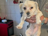 Maxelio, petit croisé Bichon à adopter en association