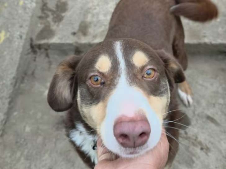 Toby, chien très affectueux à adopter
