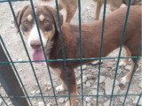 Toby, chien très affectueux à adopter