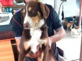 Toby, chien très affectueux à adopter