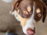 Toby, chien très affectueux à adopter