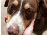 Toby, chien très affectueux à adopter