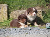 Magnifiques chiots Berger Americain Miniature LOF à vendre