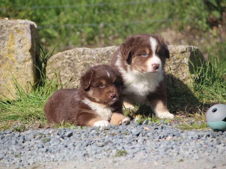 Magnifiques chiots Berger Americain Miniature LOF à vendre