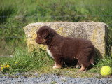 Magnifiques chiots Berger Americain Miniature LOF à vendre