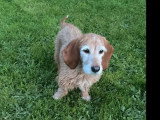 À adopter : chienne beige de 10 ans