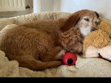 À adopter : chienne beige de 10 ans