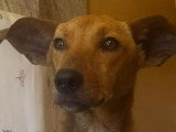 En attente d'un foyer : chienne fauve de 2 ans