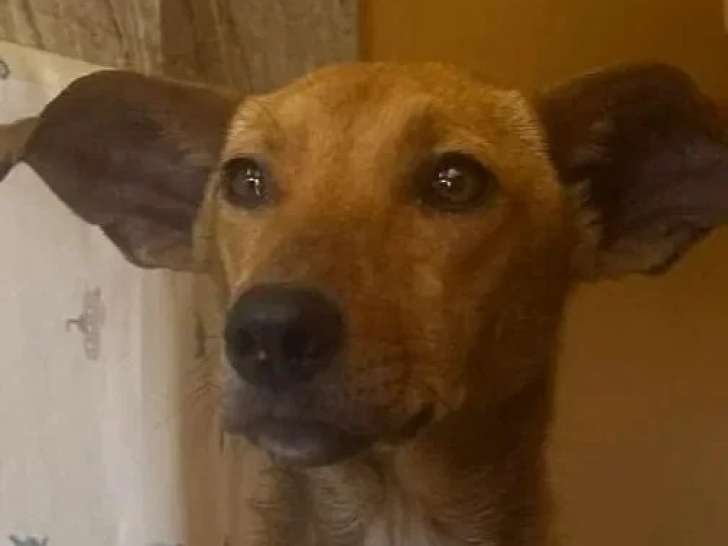 En attente d'un foyer : chienne fauve de 2 ans