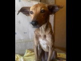 En attente d'un foyer : chienne fauve de 2 ans