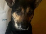En attente d'adoption : chienne noire et feu de 5 ans