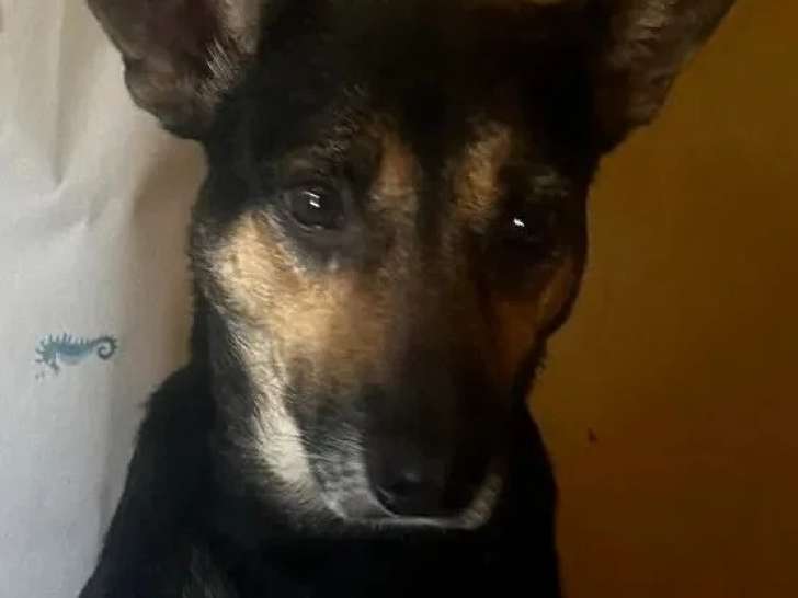 En attente d'adoption : chienne noire et feu de 5 ans