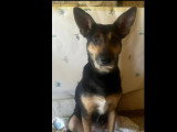 En attente d'adoption : chienne noire et feu de 5 ans