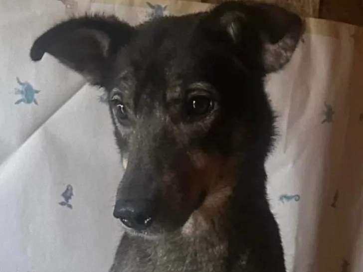 En quête d'un foyer : chienne au pelage fauve charbonné de 3 ans