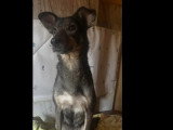 En quête d'un foyer : chienne au pelage fauve charbonné de 3 ans