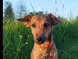 À accueillir : chiot femelle au pelage fauve de 4 mois