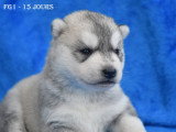 Chiots Husky LOF à vendre