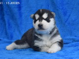 Chiots Husky LOF à vendre