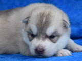 Chiots Husky LOF à vendre