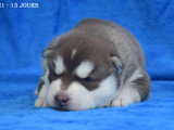 Chiots Husky LOF à vendre