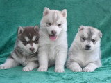 Chiots Husky LOF à vendre