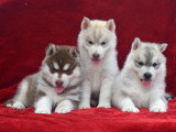 Chiots Husky LOF à vendre