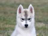 Chiots Husky LOF à vendre
