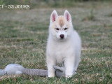 Chiots Husky LOF à vendre