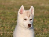 Chiots Husky LOF à vendre
