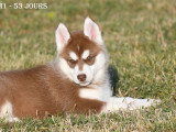 Chiots Husky LOF à vendre