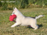 Chiots Husky LOF à vendre