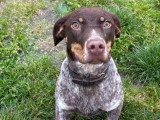 Prête pour l'adoption : chiot femelle de 6 mois au pelage marron et blanc