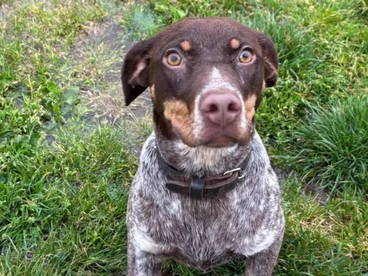 Prête pour l'adoption : chiot femelle de 6 mois au pelage marron et blanc