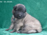 Chiots Berger Belge Tervueren LOF à vendre