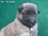 Chiots Berger Belge Tervueren LOF à vendre