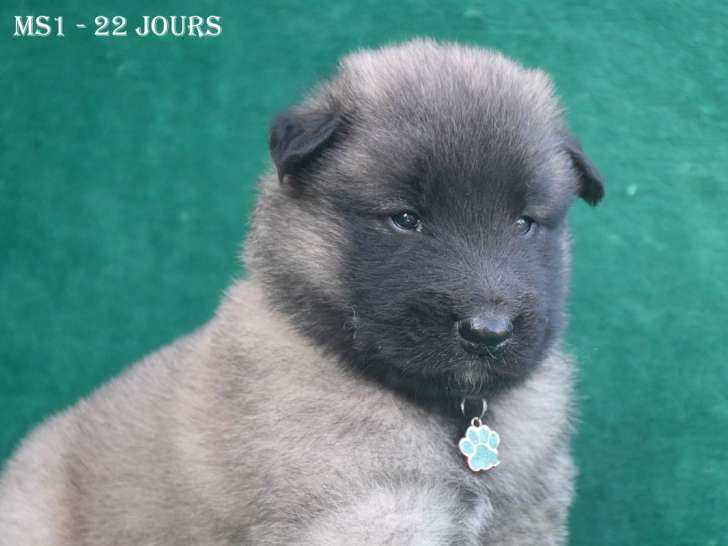 Chiots Berger Belge Tervueren LOF à vendre