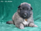 Chiots Berger Belge Tervueren LOF à vendre