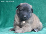 Chiots Berger Belge Tervueren LOF à vendre