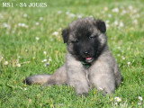 Chiots Berger Belge Tervueren LOF à vendre