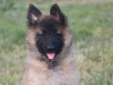 Chiots Berger Belge Tervueren LOF à vendre