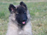 Chiots Berger Belge Tervueren LOF à vendre