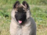 Chiots Berger Belge Tervueren LOF à vendre