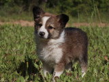 3 chiots Border Collie mâles non LOF nés en mars 2026 à vendre