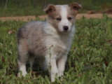 3 chiots Border Collie mâles non LOF nés en mars 2026 à vendre