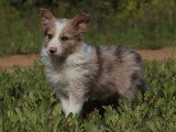 3 chiots Border Collie mâles non LOF nés en mars 2026 à vendre