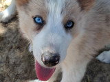 Border Collie mâles non LOF